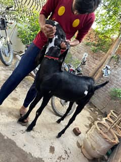 desi bakra