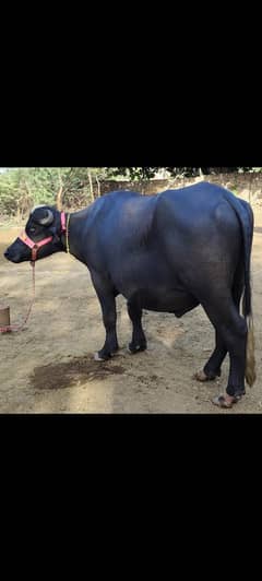 qurbani
