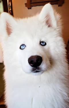 Alaskan Husky Male Puppy For Sale