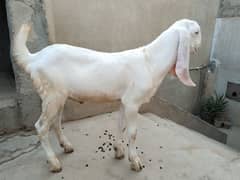 3 ماہ کا راجن پوری گلابی نکرا