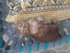 kitten for sale