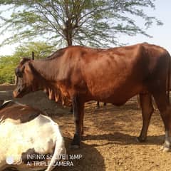 qurbani k liye 4 dant Wachi for sale