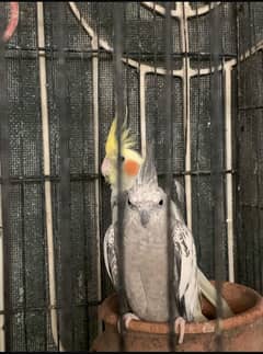 Handtame, Pair with eggs