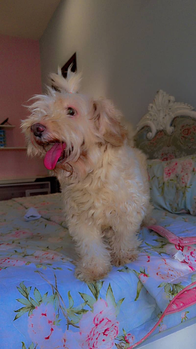 Shitzu puppy for sale couldn’t add shitzu as there was no option 1