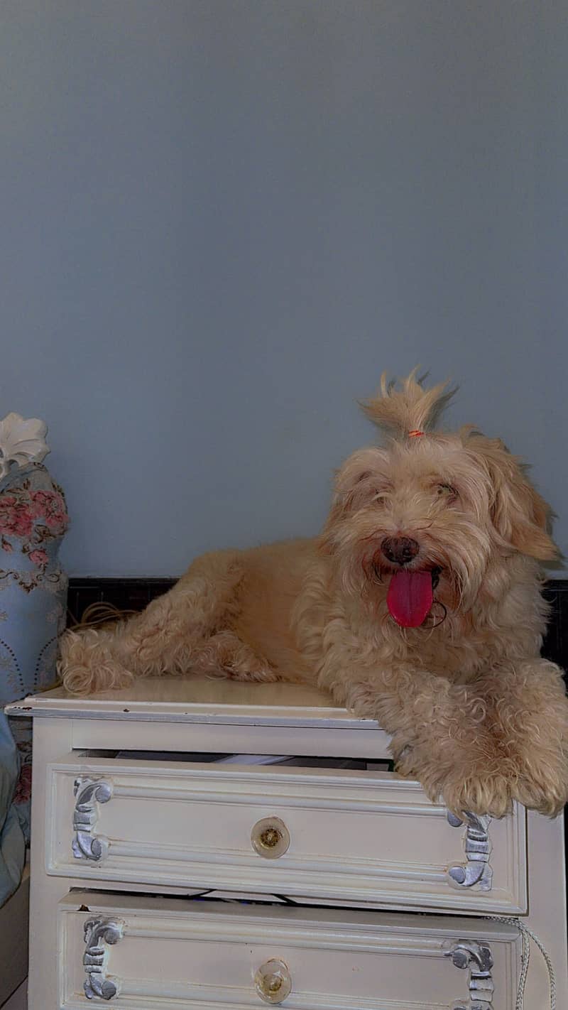 Shitzu puppy for sale couldn’t add shitzu as there was no option 4