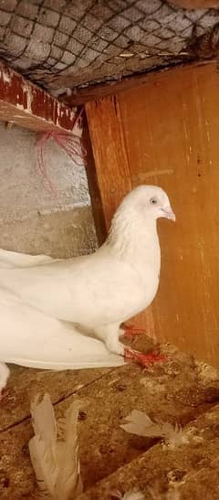 pati