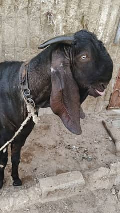 makka chini black 4dant