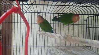 love bird breeder pair for sale