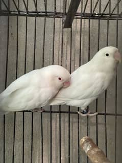 Lovebirds