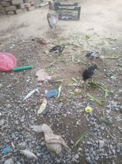 aseel chiks for sale 500