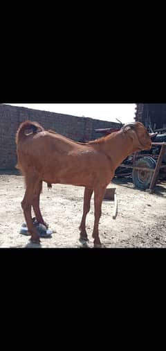 Qurbani 2025