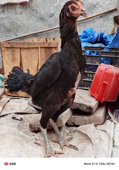 barmi+Thai female for sale