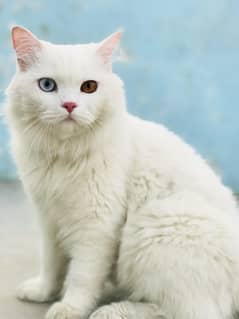 Persian
