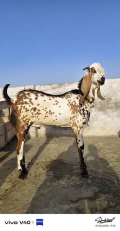 Bakra