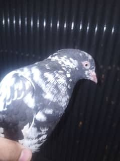 best cheeni kabutri for sale