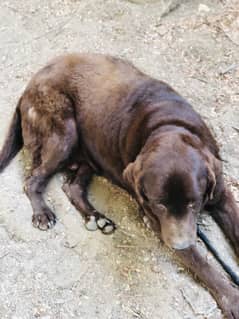 Labra