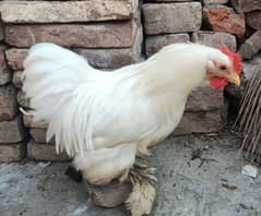 white buff hen male