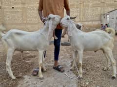 GOATS FOR QURBANI 2025
