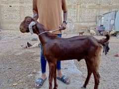 GOATS FOR QURBANI 2025