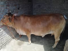 Cow for Qurbani