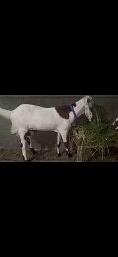 Big bakra
