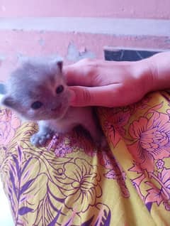 cute kittens