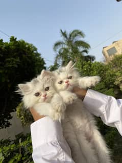 Persian kittens for sale