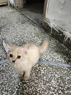 Persian cat