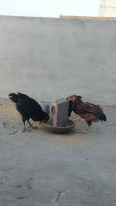 desi choose