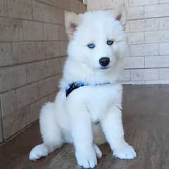 Alaskan Husky Puppy Male For Sale