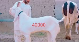 rajanpuri bakra 0306.62. 89.896