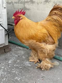 Golden Buff Breeder (Pure)