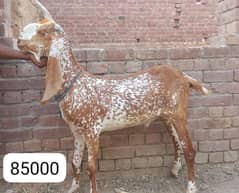 Qurbani