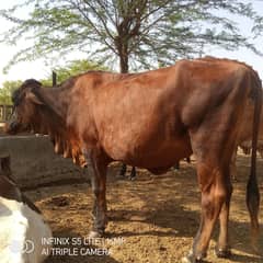 qurbani