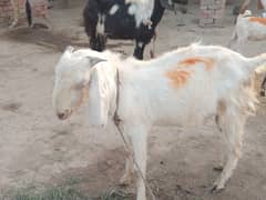 Qurbani Bakra