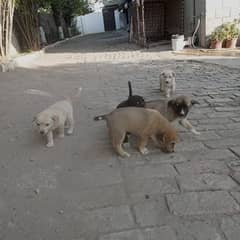 dogs are for free