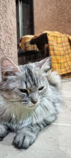 persian