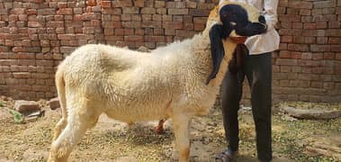 Home Made Bakra Chatra Heavy Weight 150