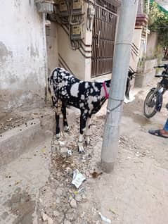 qurbani k bakry