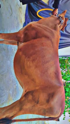 Qurbani