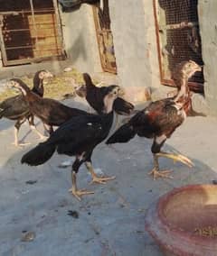 walyti cross muruge or murgia