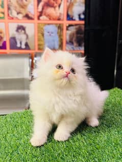Persian kitten | triple long coated Kittens |  03406947464 WhatsApp