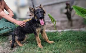 Golden Retriever & German Shepard (Lahore)