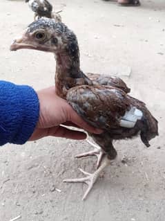 Mianwali Aseel