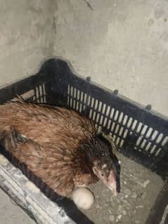 mianwali aseel kruk murgi for sell