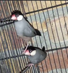 Gray Java Finches