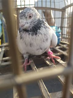 BREEDER FEMALE FOR SALE