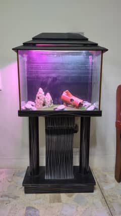 Fish Aquarium