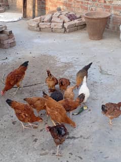 Hens for Sale Golden Missri