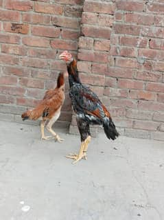 Aseel pair shamo
